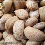 صادرات انواع بادام درختی ایرانی عمده