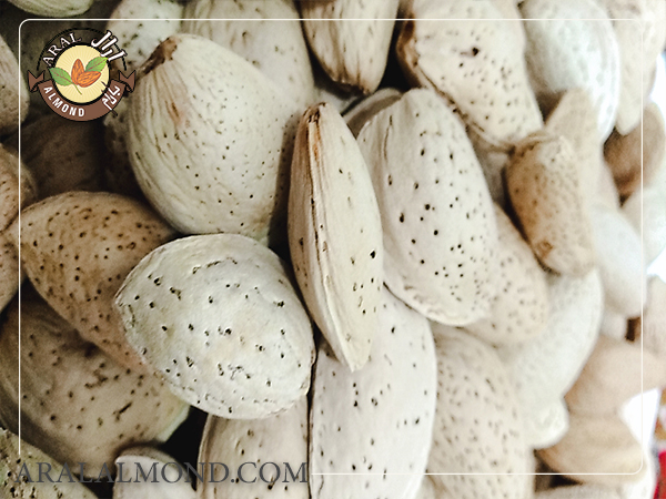 عوامل تاثیر گذار در قیمت بادام سنگی با پوست