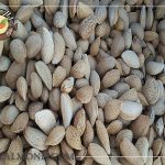 خرید و قیمت بهترین بادام درختی
