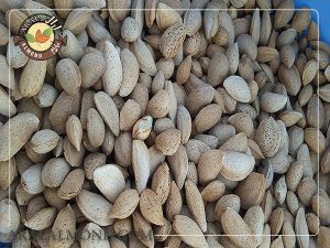 خرید و قیمت بهترین بادام درختی
