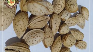 قیمت بادام محب با کیفیت باور نکردنی