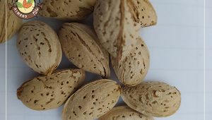 قیمت خرید بادام مامایی صادراتی سامان