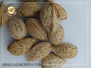 قیمت خرید بادام مامایی صادراتی سامان