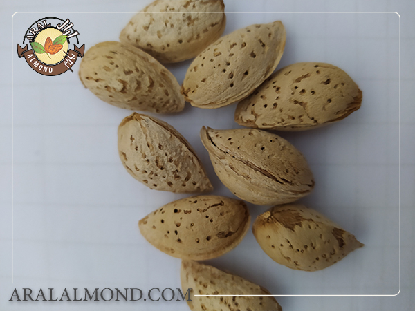 بررسی خواص و فواید بادام پوست کاغذی تازه ایرانی
