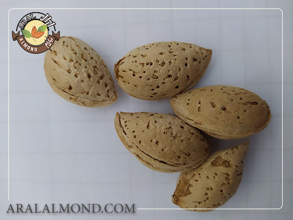 خرید بادام محب درشت
