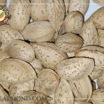 قیمت بادام منقا تازه و درجه یک