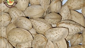 قیمت بادام منقا تازه و درجه یک