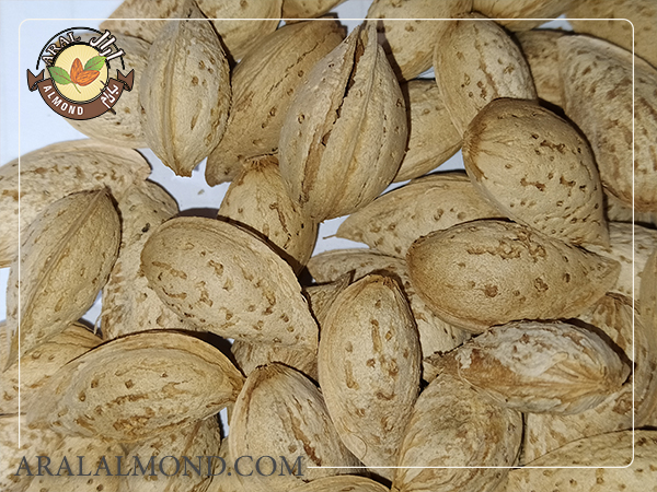 برای خرید بادام پوست کاغذی با کیفیت بالا و قیمت مناسب، چه عواملی تاثیر دارند؟