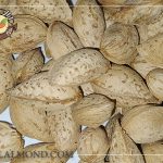خرید بادام پوست کاغذی با کیفیت بالا و قیمت مناسب