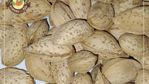 خرید بادام پوست کاغذی با کیفیت بالا و قیمت مناسب