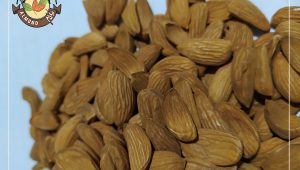 صادرات مغز بادام مامایی درجه یک