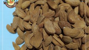 فروش مغز بادام مامایی مرغوب سامان