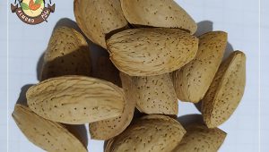 سفارش بادام مامایی درجه یک