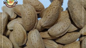 معرفی بهترین بادام درختی ایرانی برای استفاده در گز