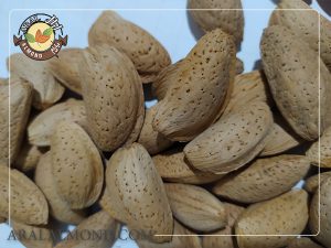 معرفی بهترین بادام درختی ایرانی برای استفاده در گز