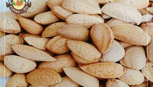 خرید بادام سنگی عمده با کیفیت