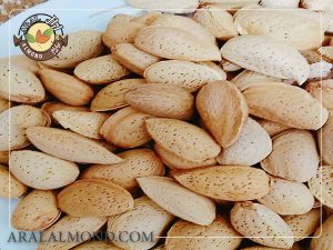 خرید بادام سنگی عمده با کیفیت