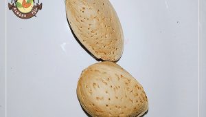 قیمت انبوه بادام درختی صادراتی