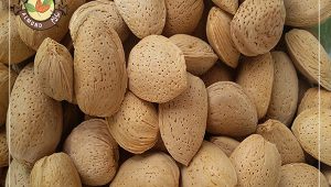 خرید و قیمت بهترین بادام درختی