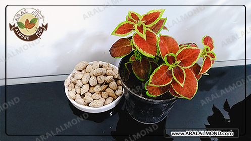 خرید عمده بادام پوست کاغذی