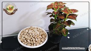 خریدار معتبر بادام منقا در ایران