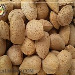 صادرات بادام درختی ایرانی صادراتی به ترکیه