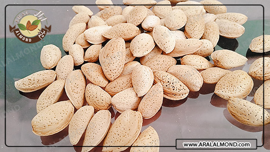خرید بادام ربیع با قیمت مناسب