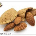 قیمت کلی بادام ربیع