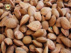 خرید بادام ربیع