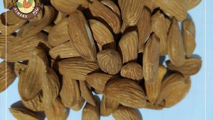 خرید مغز بادام شاهرودی ایرانی