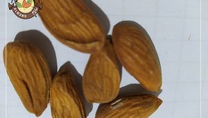 سفارش اینترنتی مغز بادام شاهرودی شهرکرد