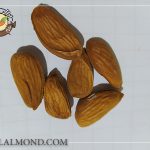 فروش مغز بادام شاهرودی به صورت اینترنتی