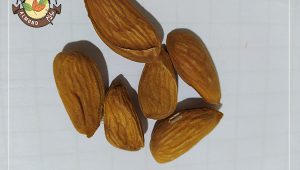 فروش مغز بادام شاهرودی به صورت اینترنتی