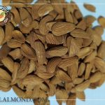 فروش اینترنتی بادام ایرانی درجه یک