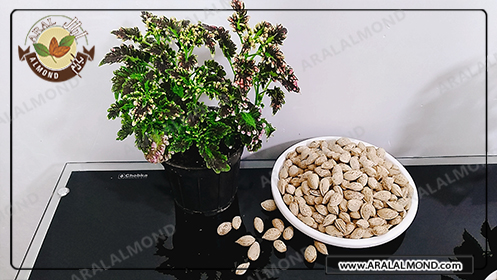 خرید اینترنتی بادام منقا