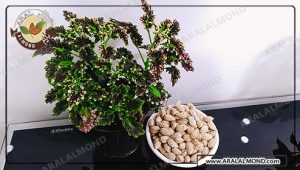 توزیع عمده بادام باکیفیت