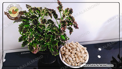 توزیع عمده بادام باکیفیت