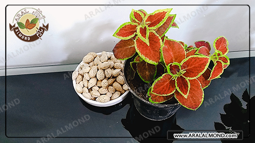 فروش بادام منقا