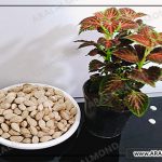 عمده فروشی بادام آرال