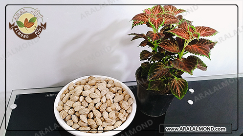 سفارش بادام در ایران