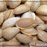 مرکز خرید و فروش بادام سنگی مرغوب