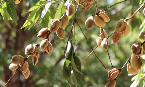 مرکز خرید بادام درختی ارزان