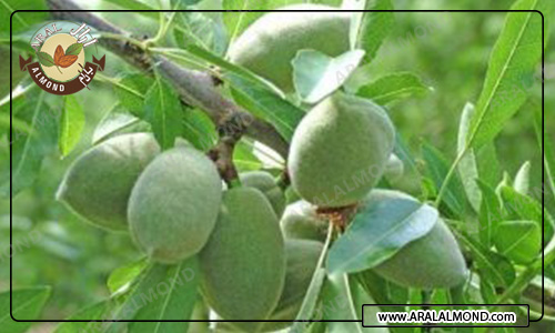 مرکز فروش اینترنتی بادام سنگی