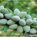 صادرات انواع بادام درختی مغز شده مرغوب