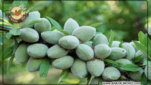 صادرات انواع بادام درختی مغز شده مرغوب