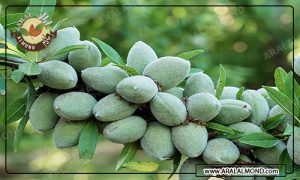صادرات انواع بادام درختی مغز شده مرغوب