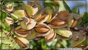 مرکز سفارش مغز بادام مامایی در ایران