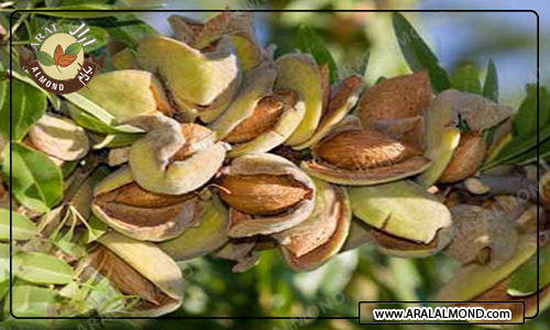 مرکز سفارش مغز بادام مامایی در ایران