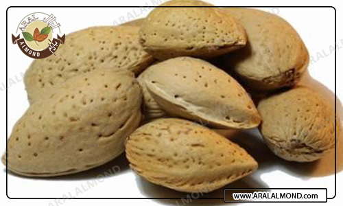 مرکز خرید بادام درختی ارزان چهارمحال و بختیاری