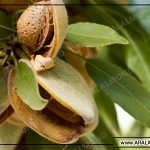 آشنایی با انواع بادام درختی مرغوب ایرانی